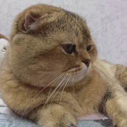 Скоттиш фолд золотая шиншилла