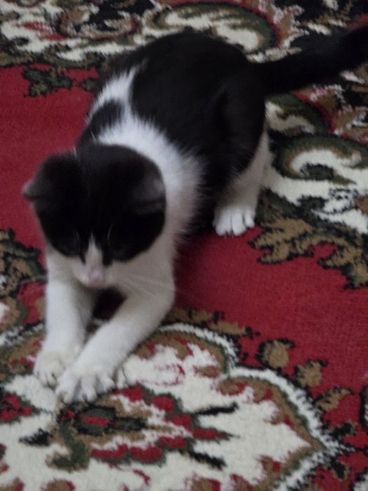 Отдам котенка в хорошие руки