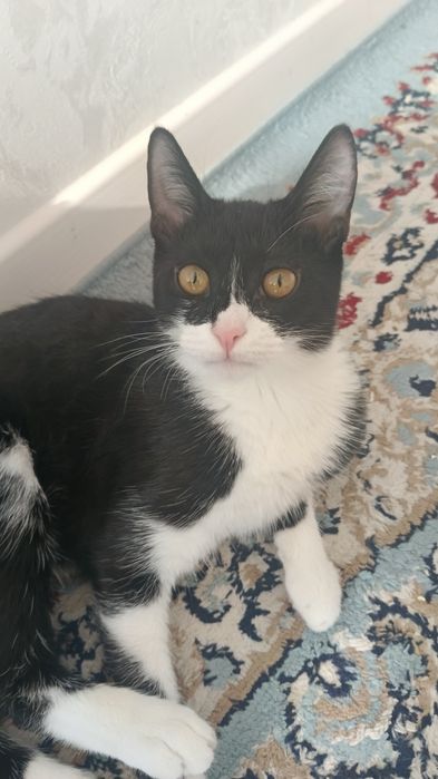 Кошка приучена к лотку