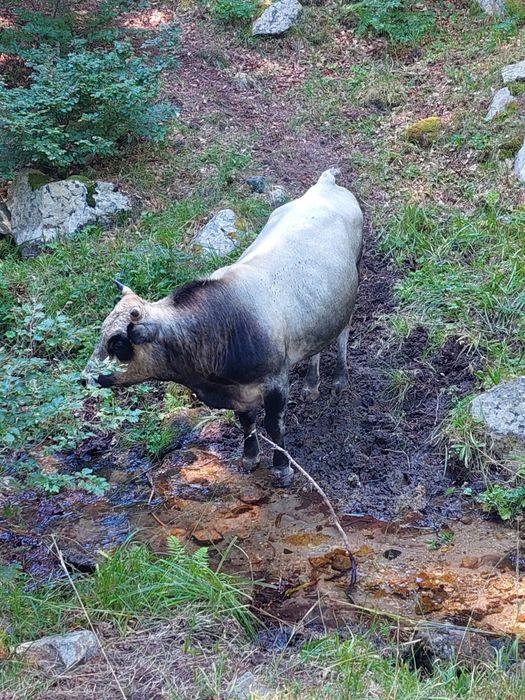 Крави и бикове за курбан за клане