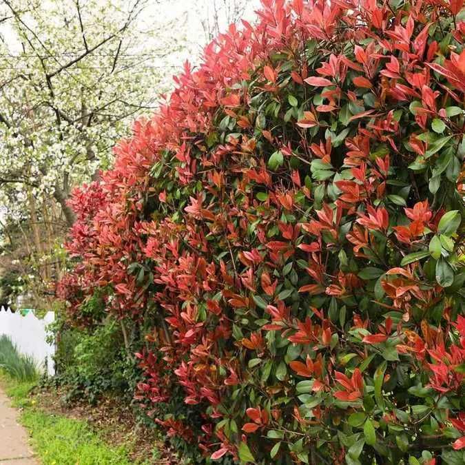 Photinia red robin 40cm /70cm