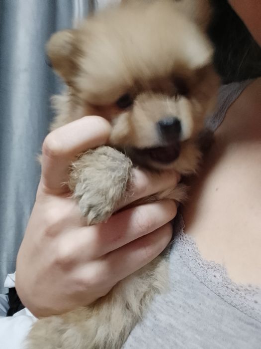 Продам щенка шпица