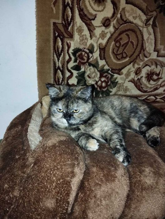 Отдам кошку в хорошие руки