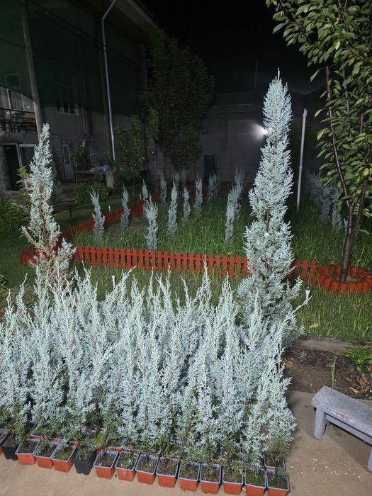 Кипарис Аризоника. 80 - 85 см. ИТАЛИЯ.