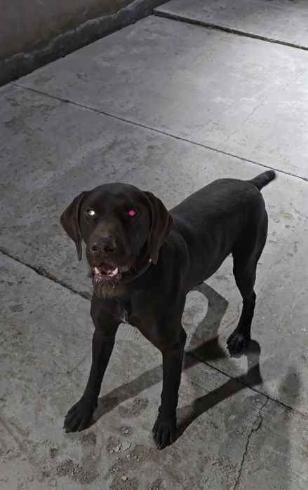 Дратхаар кабель 2 года