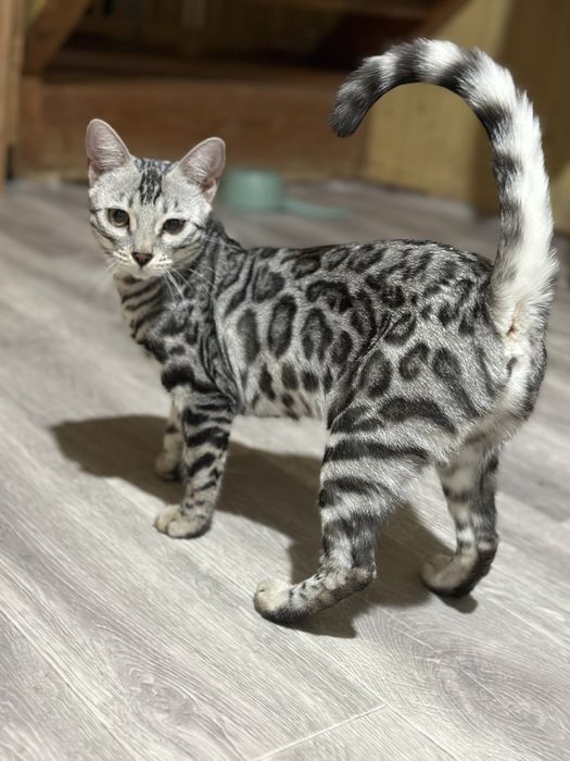 Бенгальска кошечка