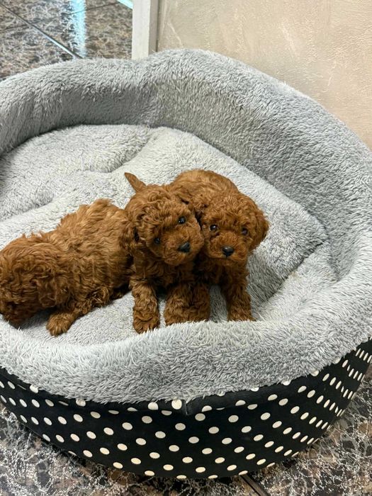 Пудел той/мини червен