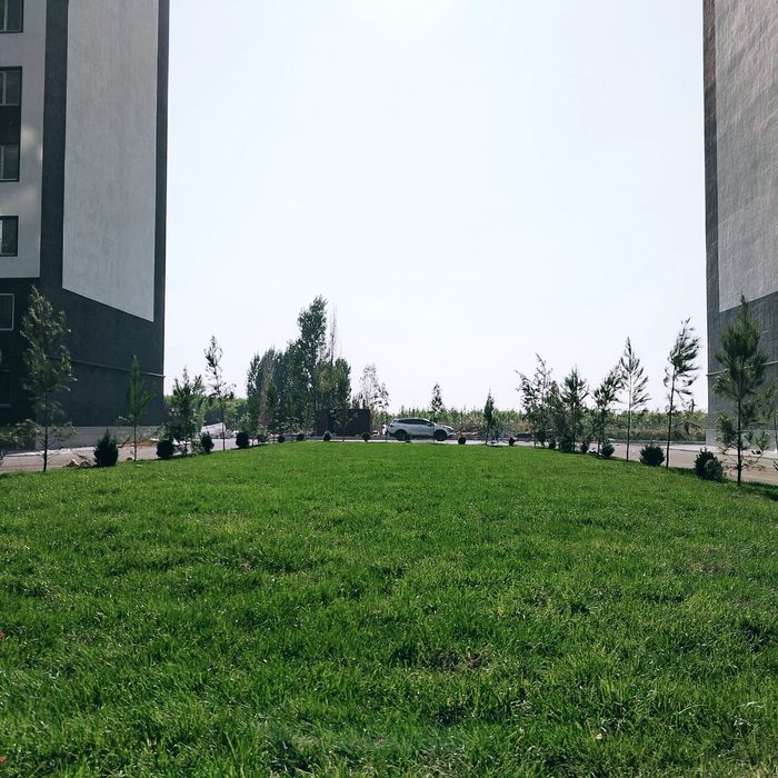 Sifatli Gazon. Narxlar optom shaxar bo'ylab