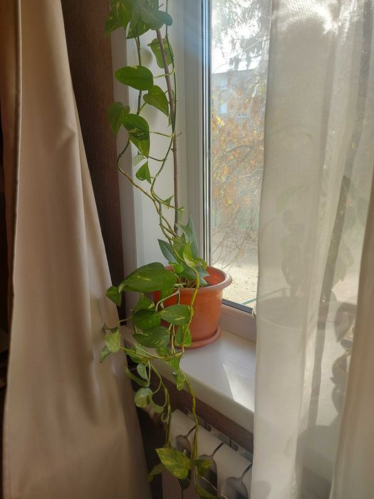 Цветок комнатный