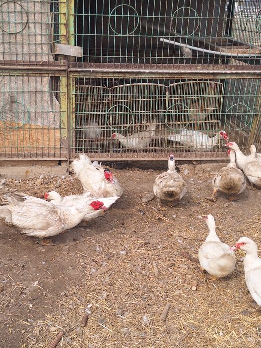 Индоутки крупные