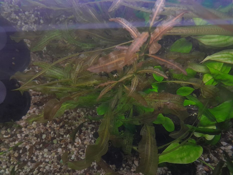 Аквариумные растения