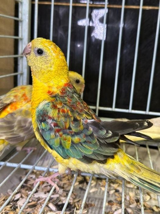 Певчий попугайлари 6 ойлик, параси 700.000сум