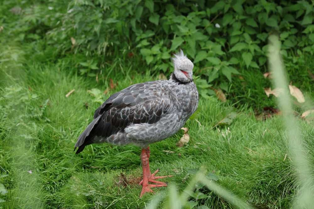 Vând obiectiv Meike 85mm F1.8 montura Nikon F