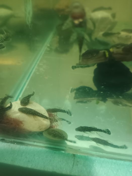 Обикновен Анцуструс