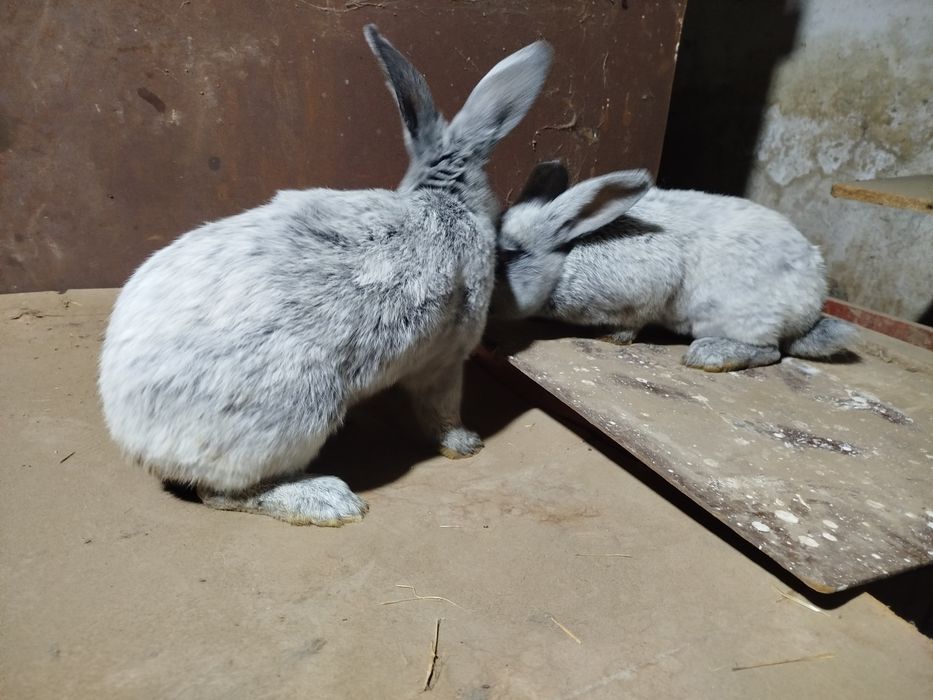 Paltavskiy quyon sotiladi