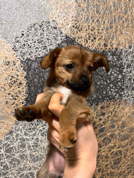 Продаётся щенок карликового пинчера