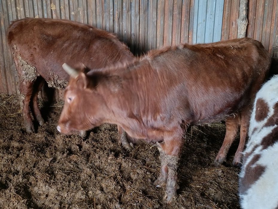 Продам телочек годовалых