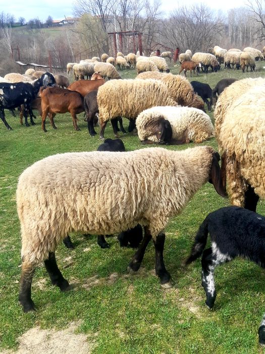 Miei de vanzare pentru mai multe detalii la telefon la telefon