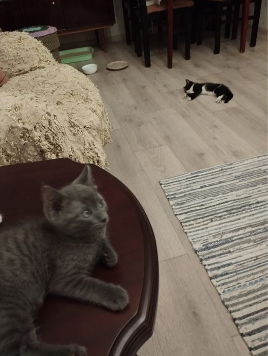 Продаются котята