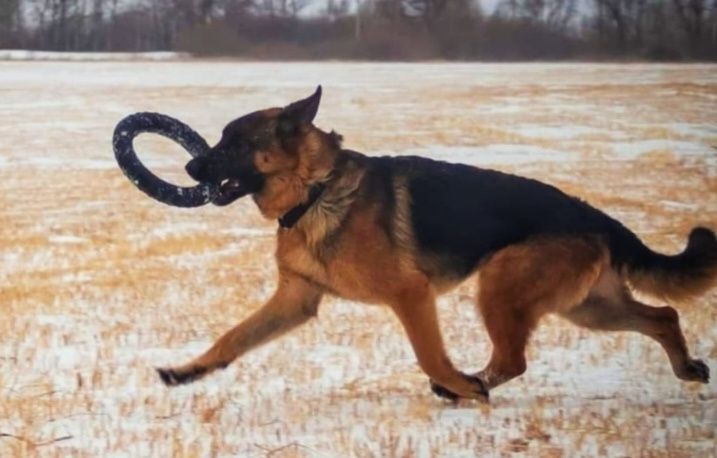 Предлагаются щенки Немецкой овчарки