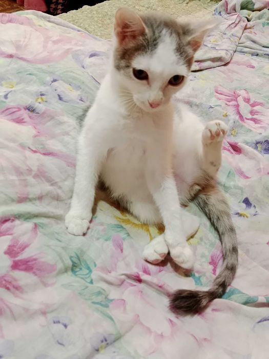 Отдам котенка девочка