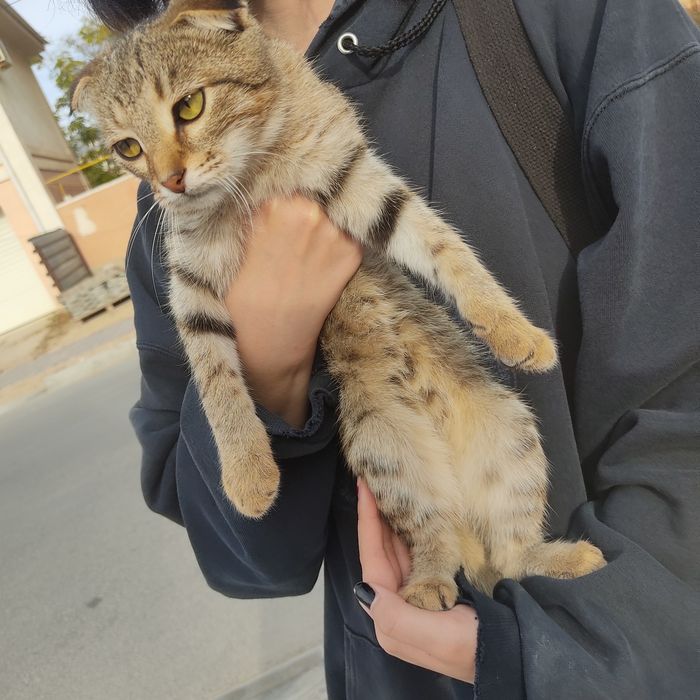 Отдам котят в добрые руки