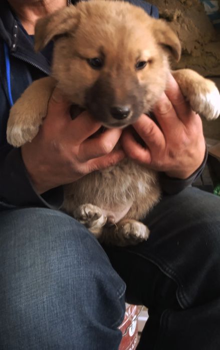 Отдам щенков в хорошие руки