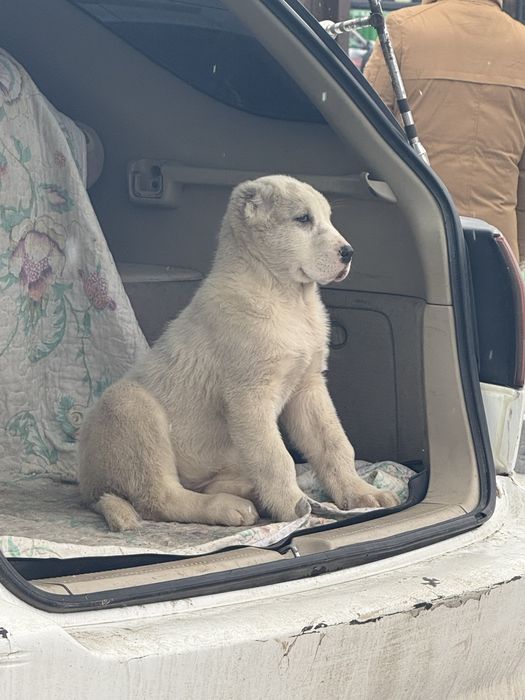 Төбет (алабай)күшігі 2 айлық