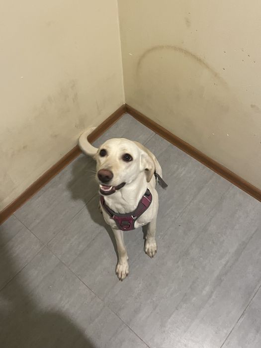 Отдам собаку девочку, стерелизованную