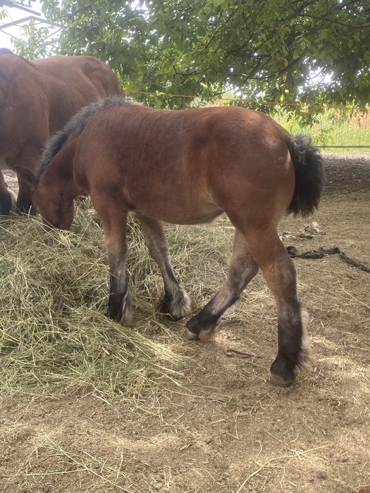 Update: Vandută.Vand manza ardennaise