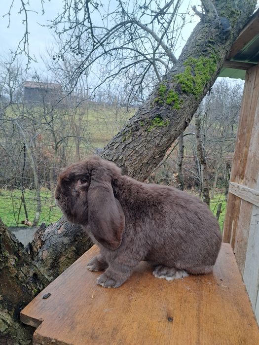 Iepuri berbec german