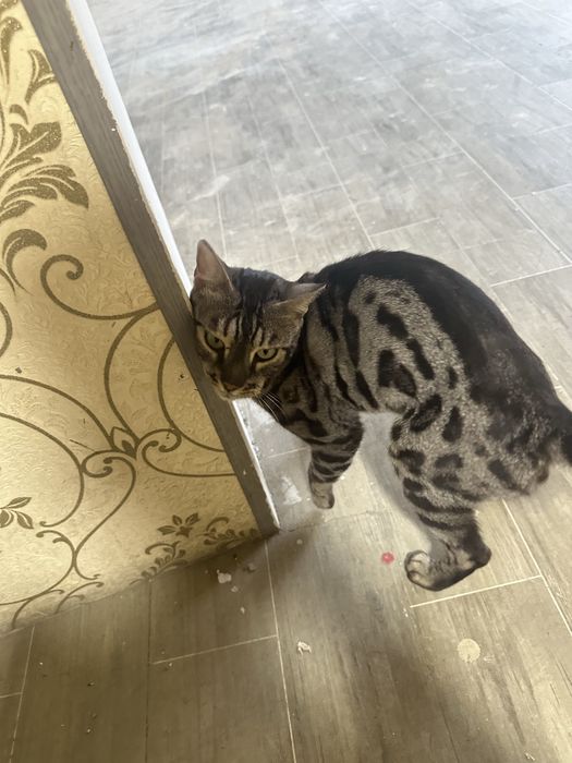 Бенгалский кошка