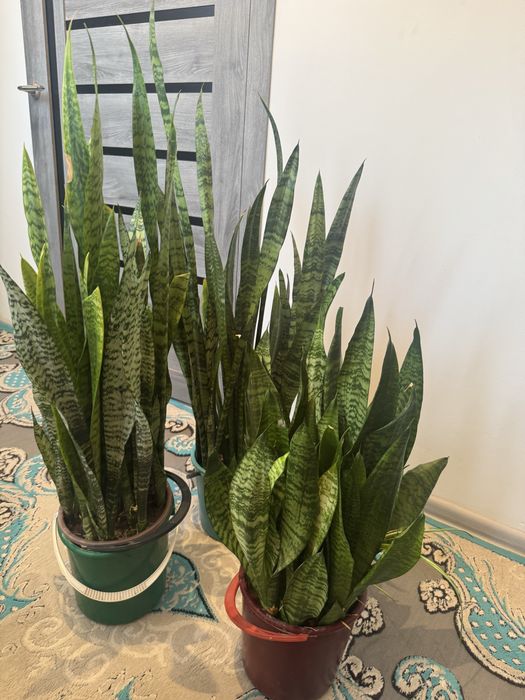 Сансаверия цветок