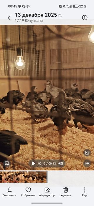 Avstralops Rumin joʻja | Toza qon | 7-10 kunlik vaksinalangankun

100