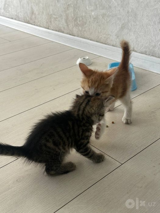 Даром отдам котят