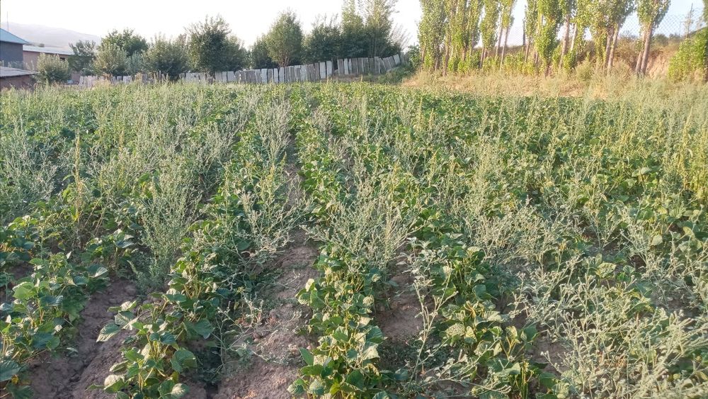 Uchastka sotiladi 12 sotok 1sotok 2500$