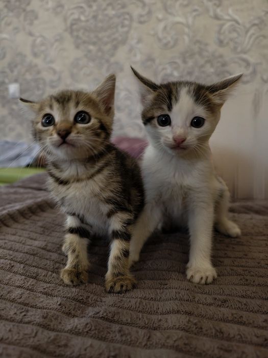 Отдам котиков в добрые руки
