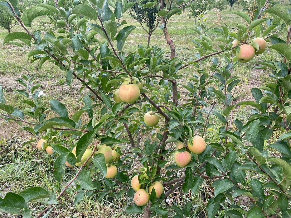 Продам яблоневый сад