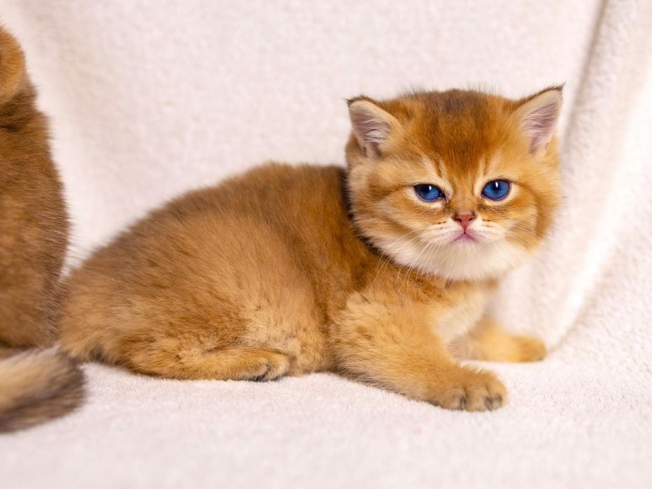 Золотые котята . Золотые Шиншиллы