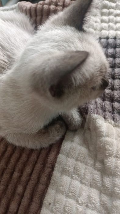 Красавчик, котенок, мальчик, 2 месяца.