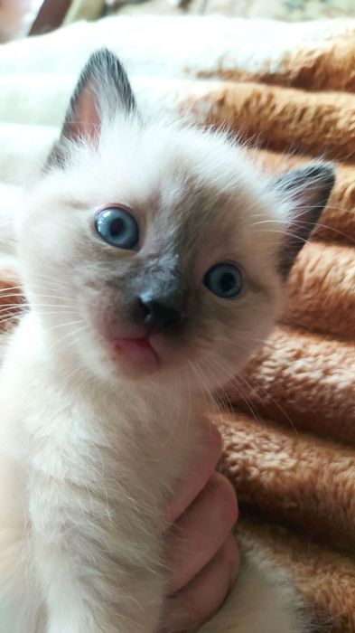 Недорого котёнок- мальчик.