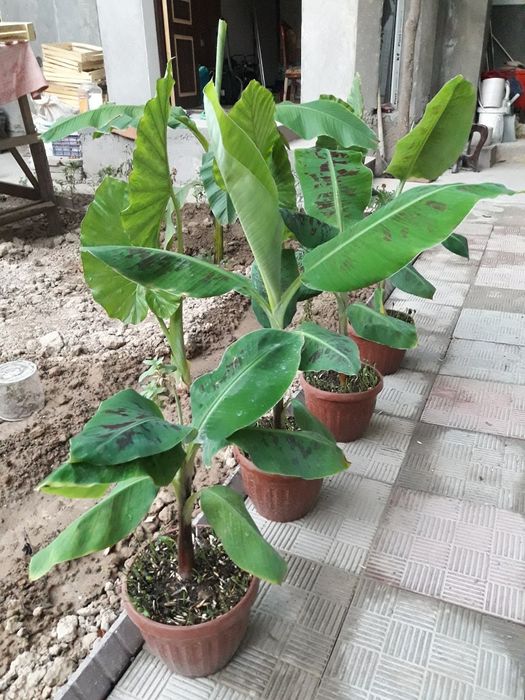 Банан кучатлари карлик сорт кавендиш