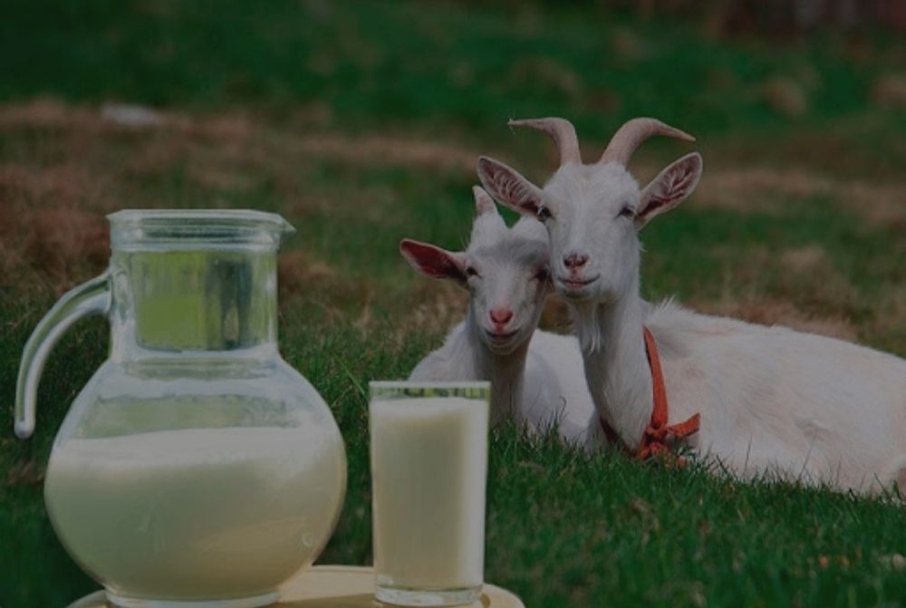 Ешкі сүті сатылады