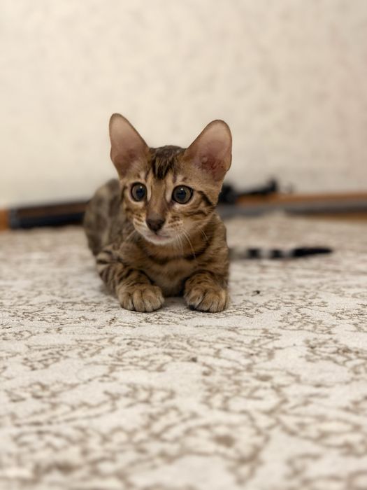Бенгальский котенок