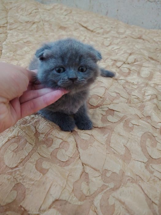 Продаются Шотландские Скотиш Страйт и Фолд