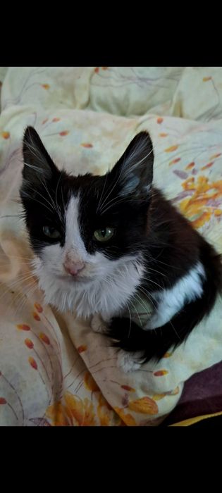 Pisică pentru adopție