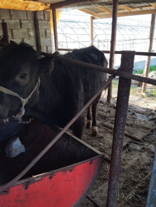 Өгіз сатылад срочно