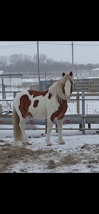Продам Жеребец  6 лет