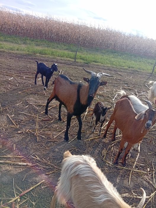 Vând țap alpin francez