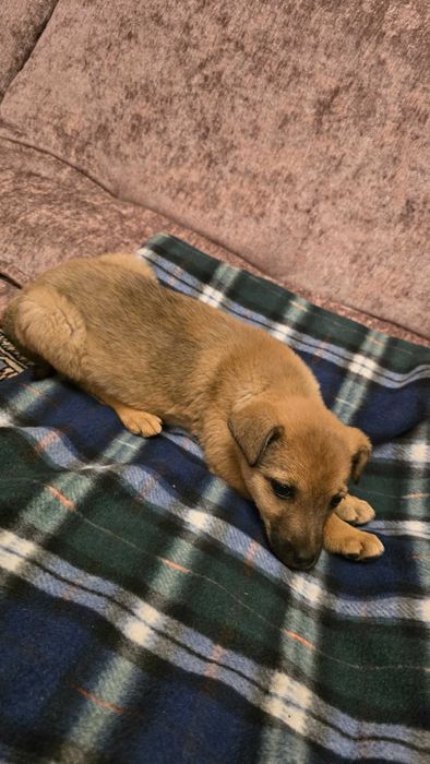 Собачка щенок найдёныш